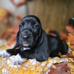 Moondancer - Black and white female Basset Hound puppy in Valley, Washington from Enchanted Valley Paws