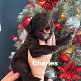 Charles - Chocolate male Goldendoodle puppy in Prosperity, Pennsylvania from Stelladoodles & Company