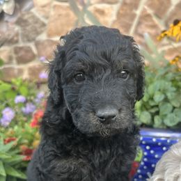 Goldendoodle Puppies from Jess’ Golden Doodles