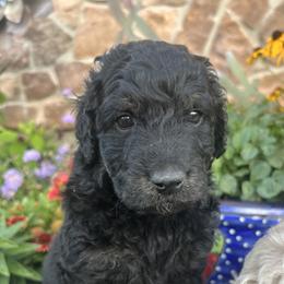 Goldendoodle Puppies from Jess’ Golden Doodles