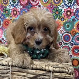 Lil Red - Red male Cavapoo puppy in Shipshewana, Indiana from Shelli's Puppies