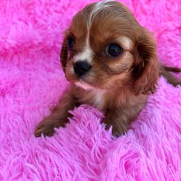 Ruby Jewel - Ruby female Cavalier King Charles Spaniel puppy in Sacramento, California from Point of Grace Cavaliers