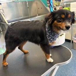 Gambit - Toy Australian Shepherd