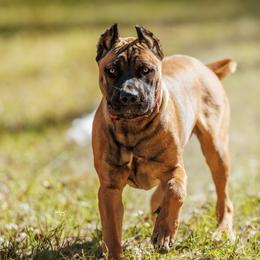 Cane Corso Puppies from Azelees Cane Corso