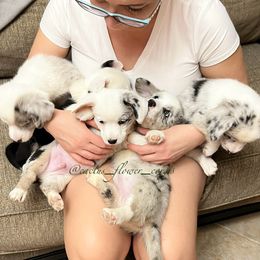 Cardigan Welsh Corgis from Cactus Flower Corgis