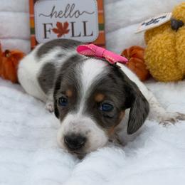 Ember - Dapple female Dachshund puppy in Mansfield, Missouri from Owens Farm