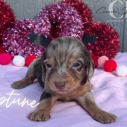 Dachshund Puppies from Camacho_Dachshunds