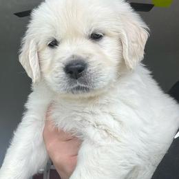 Last pick girl - Light golden female Golden Retriever puppy in Roca, Nebraska from Oak Haven Goldens