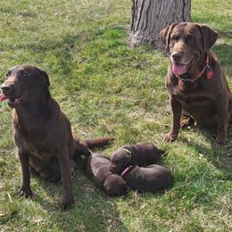 Labrador Retriever Puppies from Rick's Retrievers
