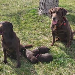 Labrador Retriever Puppies from Rick's Retrievers