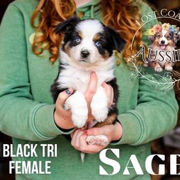 Sage - Black tri female Miniature American Shepherd puppy in Ferndale, California from Lost Coast Aussies