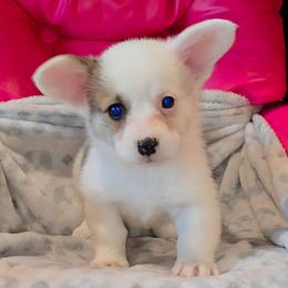 Apple - Sable female Pembroke Welsh Corgi puppy in New Hampshire from Muddy Paws Corgis