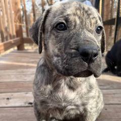Perro de Presa Canarios from Medianoche GatoPerros