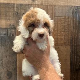 Pink collar Girl - Merle female Goldendoodle puppy in San Augustine, Texas from Vintage Doodles