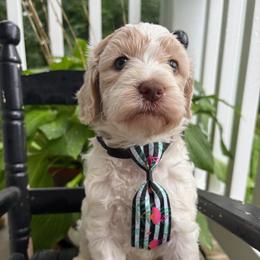 Waterloo - Cream male Labradoodle puppy in Camden, North Carolina from Oopsie Doodles of NC