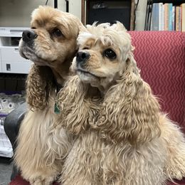 Josie - Cocker Spaniel