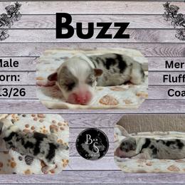Buzz-full fluffy - Blue merle and white male American Corgi puppy in Decatur, Texas from Bar S Corgis