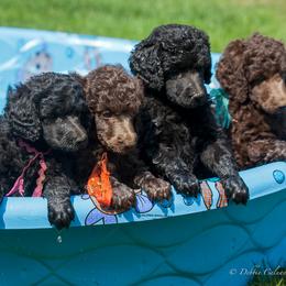 Poodle Puppies from Wispynook Poodles