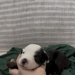 Zion - Black tri female Miniature Australian Shepherd puppy in Queen Creek, Arizona from Arizona Aussies