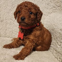 Red Collar boy - Apricot male Goldendoodle puppy in Los Molinos Ca, California from Sunshine Sanctuary Doodles