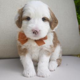 Mike -Orange - Brown and white male Bernedoodle puppy in North Ogden, Utah from Bourbon Bernedoodles