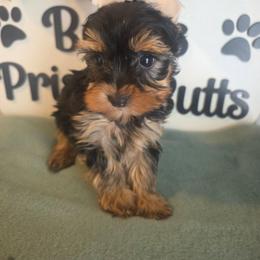 Doc - Black and tan male Yorkshire Terrier puppy in Clermont, Florida from Bella's Prissy Butts