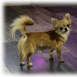 Leche - Chihuahua