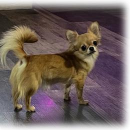 Leche - Chihuahua