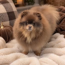 Squish - Pomeranian