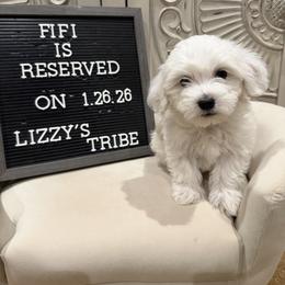 Fifi - White female Coton de Tulear puppy in Surprise, Arizona from Lizzy’s Tribe