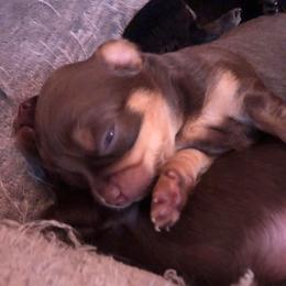 Abigail Reese - Chocolate and tan female Chihuahua puppy in Amelia, Virginia from Pannell’s Precious Pups