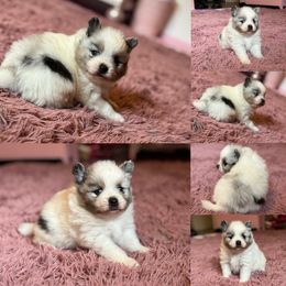 Buzz - Blue merle male Pomeranian puppy in Modesto, California from My Secret Poms
