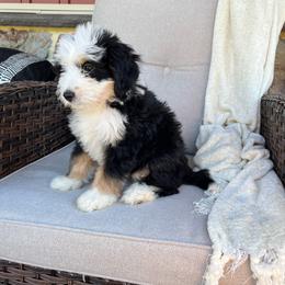 Ellie - Tri-color female Bernedoodle puppy in Holtwood, Pennsylvania from Country Ridge Puppies