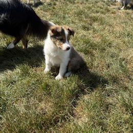 Casanova - Sable and white male Shetland Sheepdog puppy in Aliquippa, Pennsylvania from Fancypants Shetland Sheepdogs