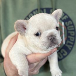French Bulldogs from Coeur d’Alene Exotic Frenchies