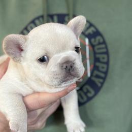 French Bulldogs from Coeur d’Alene Exotic Frenchies