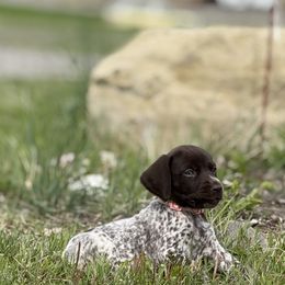 Girl 3 - Liver and white female German Shorthaired Pointer puppy in Laurel, Montana from Upland Points Gun Dogs
