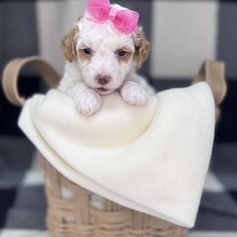 Maisie - Parti female Goldendoodle puppy in Mustang, Oklahoma from The Doodle grove