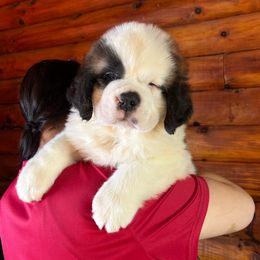 Teal Collar - Brown and white male Saint Bernard puppy in New York from Johnson Farms