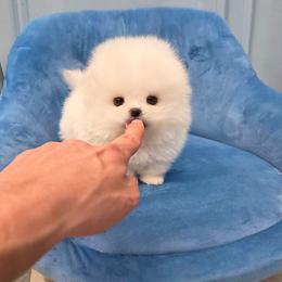 Theo - White male Pomeranian puppy in Chino, California from Teddy-Faced Teacup Pomeranians