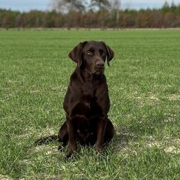 Labrador Retrievers from Conoho Creek Kennels