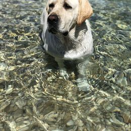 Labrador Retriever Puppies from BOI Gulf Coast Labradors