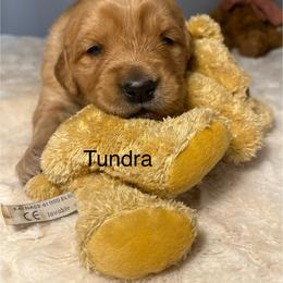 Tundra - Golden female Golden Retriever puppy in New Ringgold, Pennsylvania from Hawk Mountain Doodles