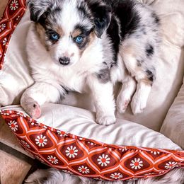Miniature Australian Shepherd and Toy Australian Shepherd Puppies from Circle T Mini Aussies