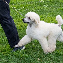 Poodle Puppies from Wispynook Poodles