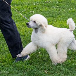 Poodle Puppies from Wispynook Poodles