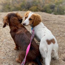 Dachshunds from Dix n’ Dot Dachshunds