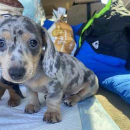 Dachshund Puppies from Doxie Dapples