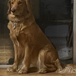 Golden Retriever All Grown Up from Precious Golden Retrievers