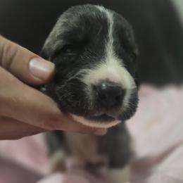 Anatolian Shepherd Dog Puppies from Florida Anatolian Shepherds